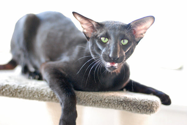 Черная ориентальная кошка (60 фото)